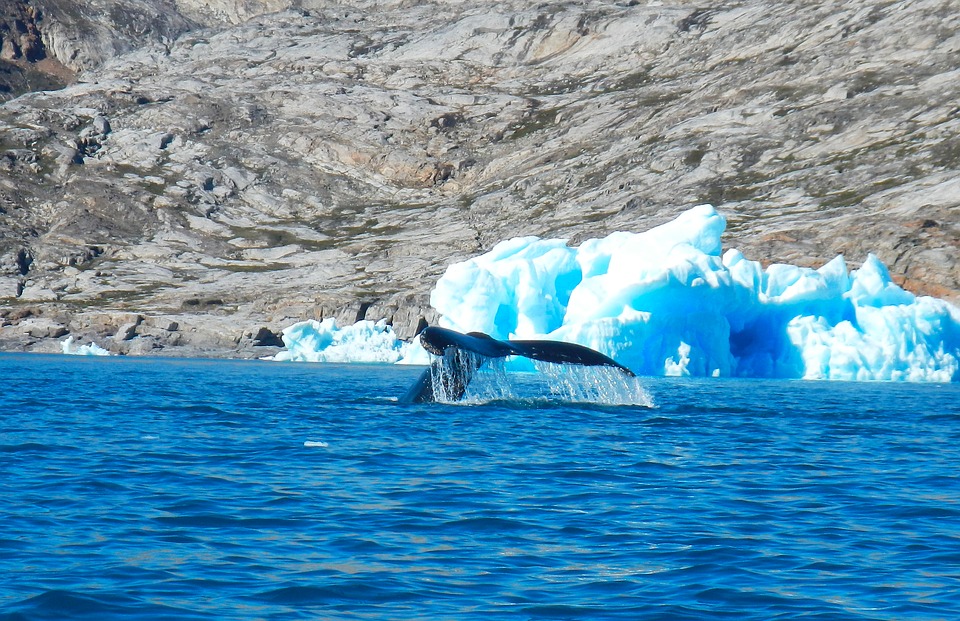 Greenland whale